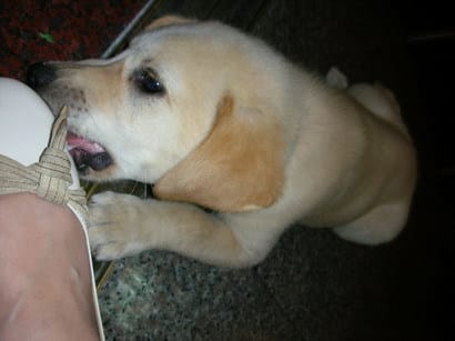 兒童節遇見了可愛ㄉ小黃金