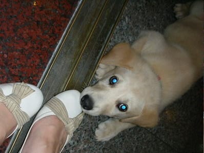 兒童節遇見了可愛ㄉ小黃金