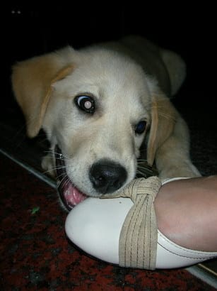 兒童節遇見了可愛ㄉ小黃金