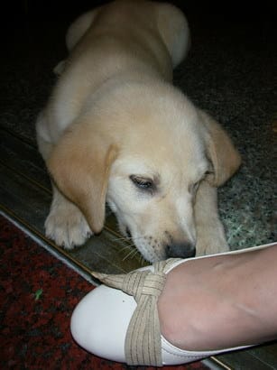 兒童節遇見了可愛ㄉ小黃金