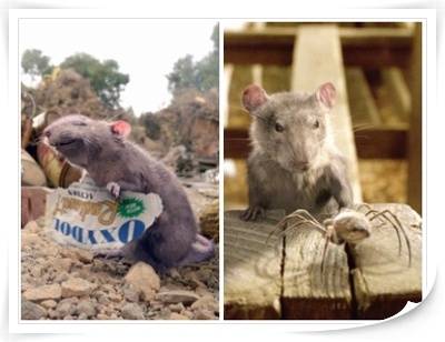 《電影日誌》夏綠蒂的網