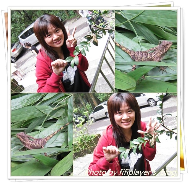 新增相簿—「發現—原生稀有動物」