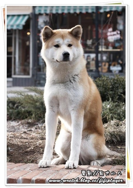 [電影] 要準備好衛生紙的「忠犬小八」