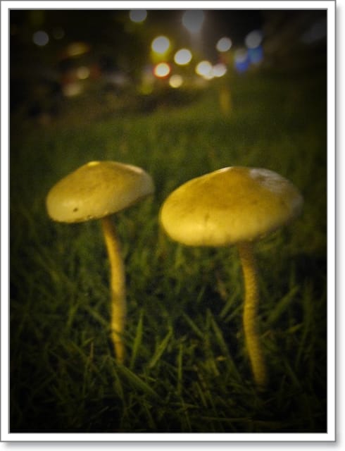 菇，也會相依相偎…。