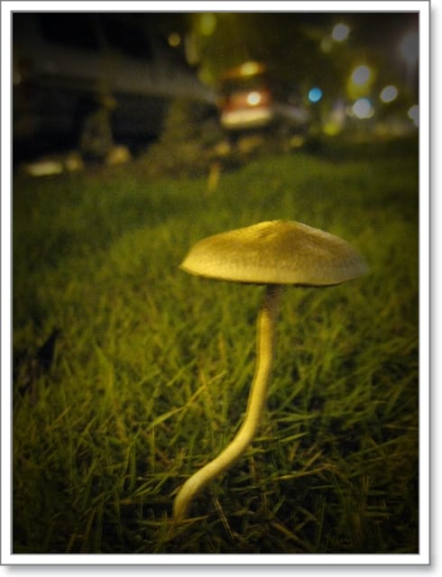 菇，也會相依相偎…。