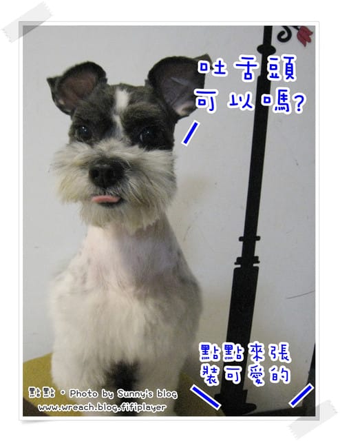 《愛犬日記》New~~ 新造型亮相