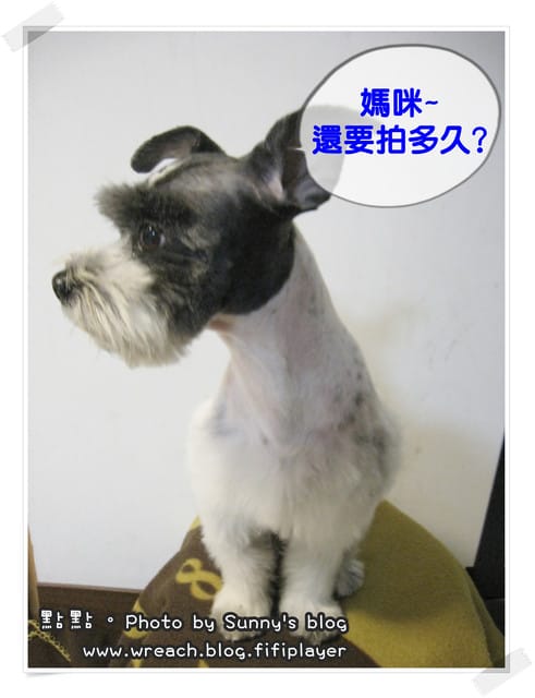 《愛犬日記》New~~ 新造型亮相