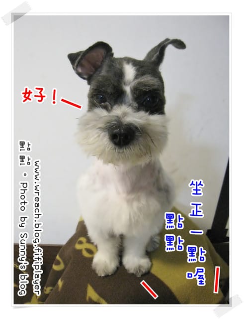 《愛犬日記》New~~ 新造型亮相