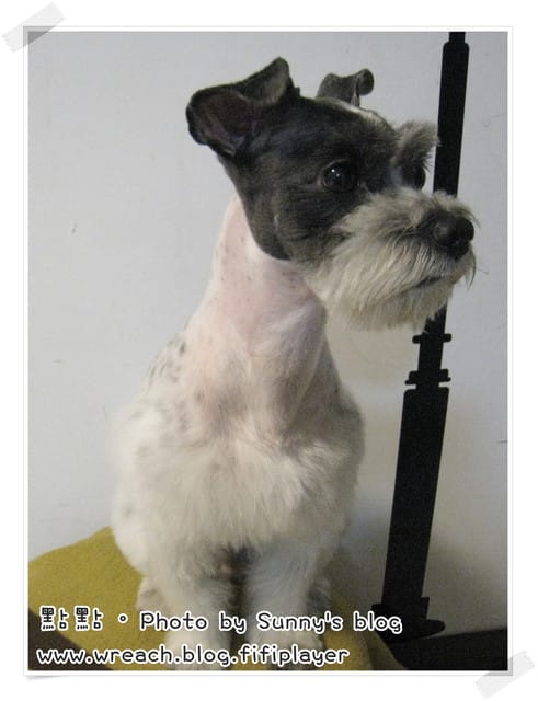 《愛犬日記》New~~ 新造型亮相