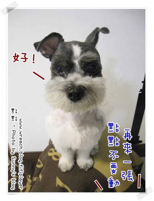 《愛犬日記》New~~ 新造型亮相