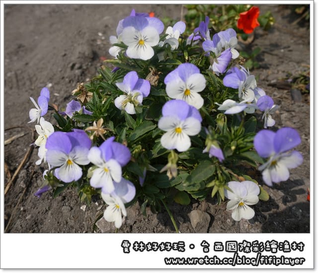 雲林好好玩．台西國際彩繪漁村