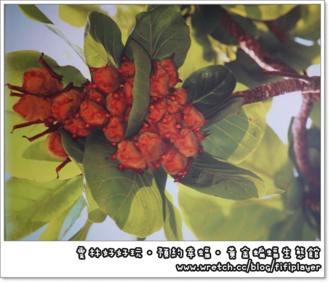 雲林好好玩．我在黃金蝙蝠生態館．發現幸「蝠」(上)