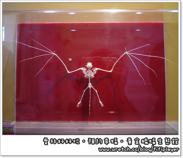 雲林好好玩．我在黃金蝙蝠生態館．發現幸「蝠」(上)