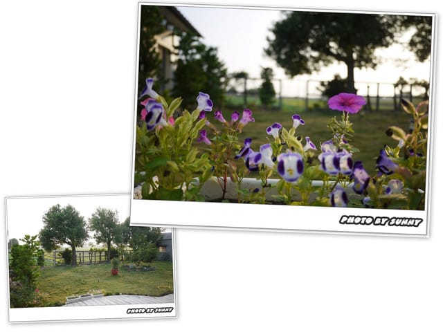 ▌雲林．分享高CP值美食．崙背雙隆咖啡 ▌