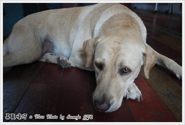 ▌嘉義．城市慢活系の掉進Bless的下午茶慢時空 ▌