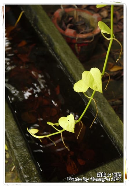 ▌嘉義．石門咖啡／十年以上老朋友聚會 ▌