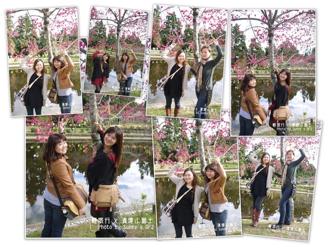 ▌南投．小瑞士花園．櫻花番外篇 ▌