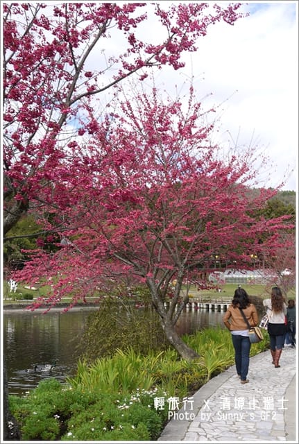 ▌南投．小瑞士花園．櫻花番外篇 ▌