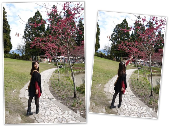 ▌南投．小瑞士花園．櫻花番外篇 ▌