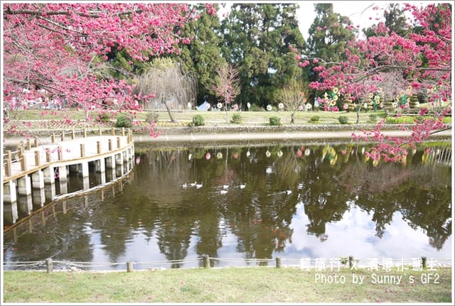 ▌南投．小瑞士花園．櫻花番外篇 ▌