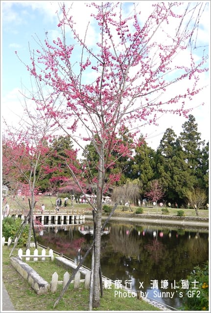 ▌南投．小瑞士花園．櫻花番外篇 ▌