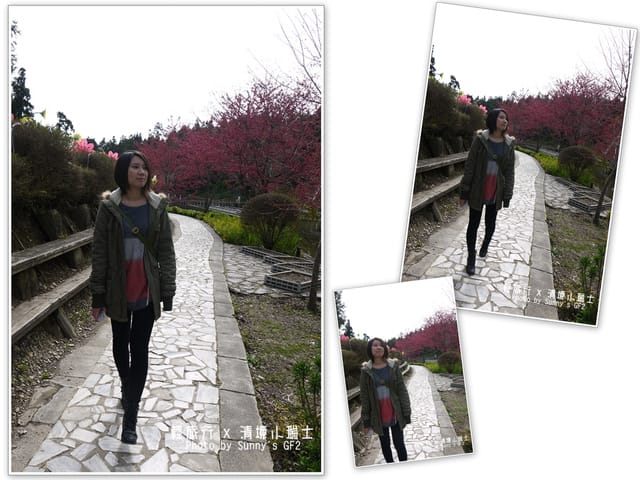 ▌南投．小瑞士花園．櫻花番外篇 ▌