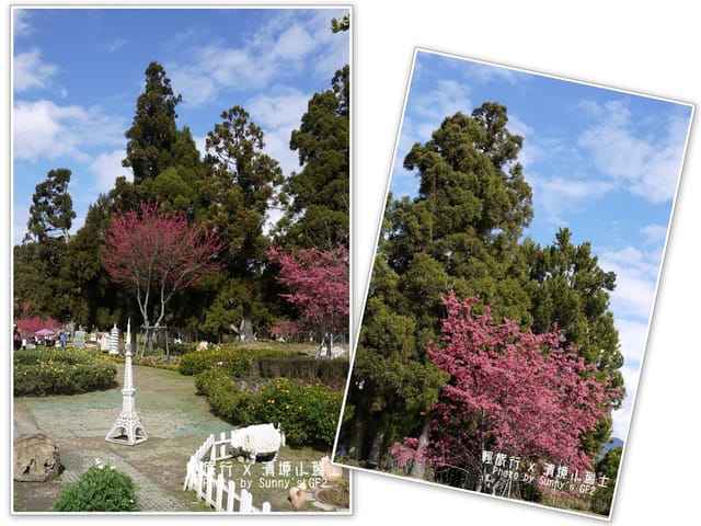 ▌南投．小瑞士花園．櫻花番外篇 ▌