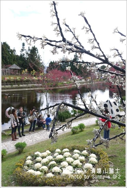 ▌南投．小瑞士花園．櫻花番外篇 ▌