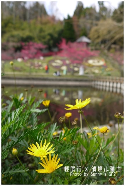 ▌南投．小瑞士花園．櫻花番外篇 ▌