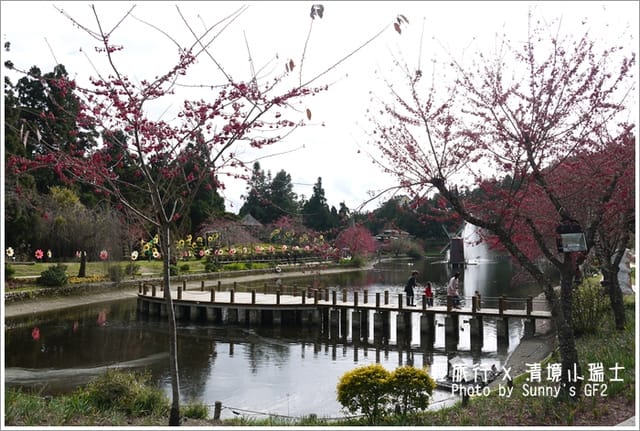 ▌南投．小瑞士花園．櫻花番外篇 ▌