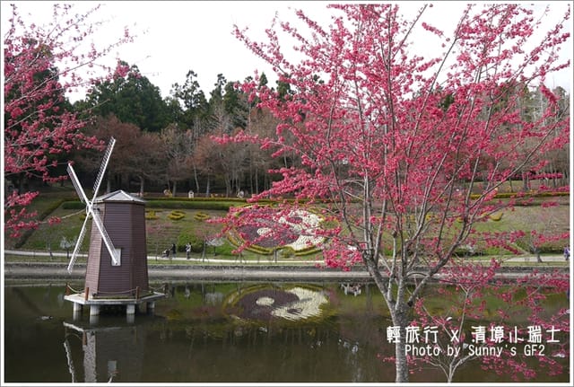 ▌南投．小瑞士花園．櫻花番外篇 ▌