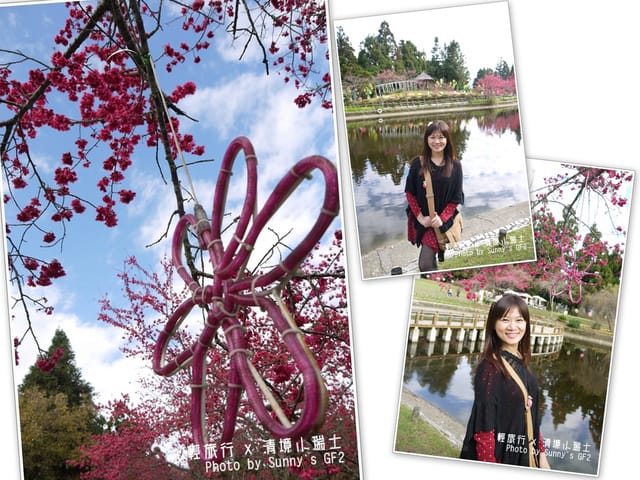 ▌南投．小瑞士花園．櫻花番外篇 ▌
