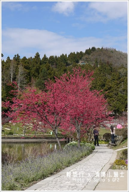 ▌南投．小瑞士花園．櫻花番外篇 ▌