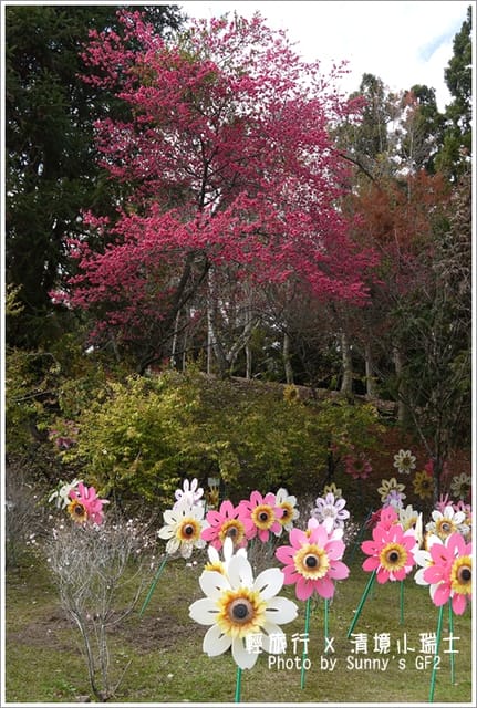 ▌南投．小瑞士花園．櫻花番外篇 ▌