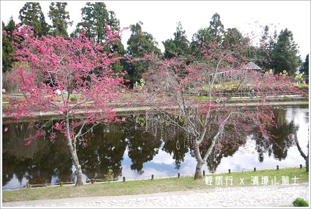▌南投．小瑞士花園．櫻花番外篇 ▌