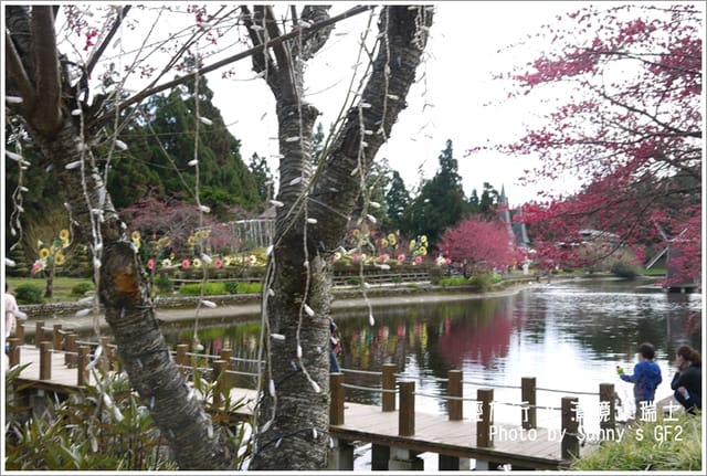 ▌南投．小瑞士花園．櫻花番外篇 ▌
