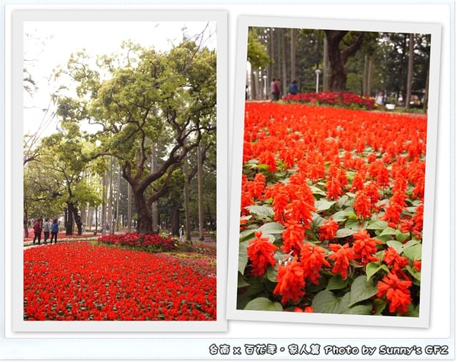 ▌季節限定．雲林/台南一日遊．台南百花季 ▌