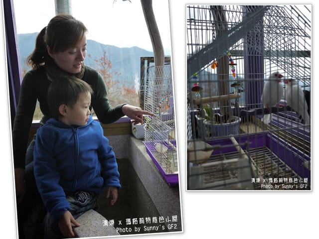 ▌南投．紫色浪漫滿屋❤瑪格麗特花園餐廳 ▌