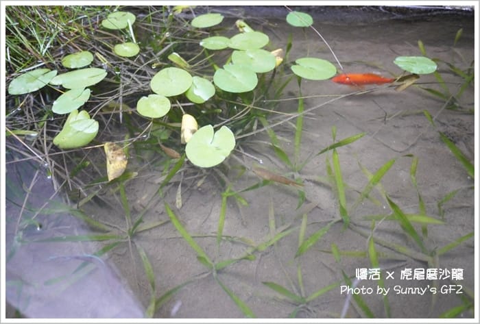 雲林．虎尾｜書香、茶香、咖啡香之虎尾厝沙龍(特色獨立書店)