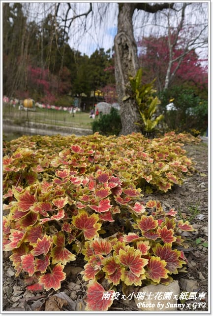▌南投．小瑞士花園❤紙箱王．上 ▌