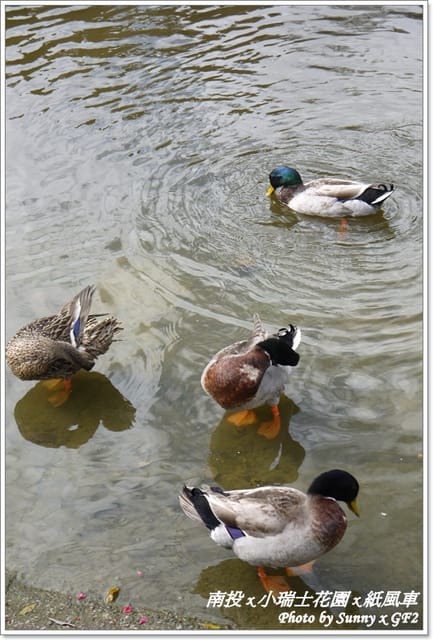 ▌南投．小瑞士花園❤紙箱王．上 ▌
