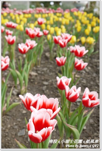 ▌南投．小瑞士花園❤紙箱王．下 ▌