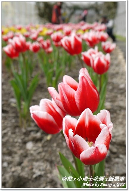 ▌南投．小瑞士花園❤紙箱王．下 ▌