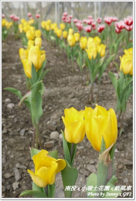 ▌南投．小瑞士花園❤紙箱王．下 ▌