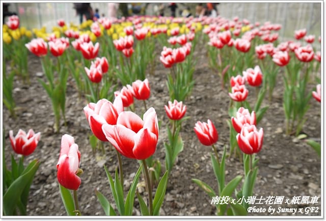 ▌南投．小瑞士花園❤紙箱王．下 ▌