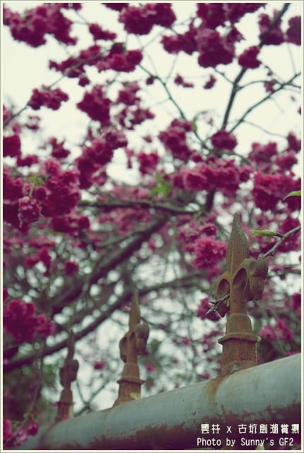 ▌季節限定．雲林．古坑劍湖賞櫻記 ▌