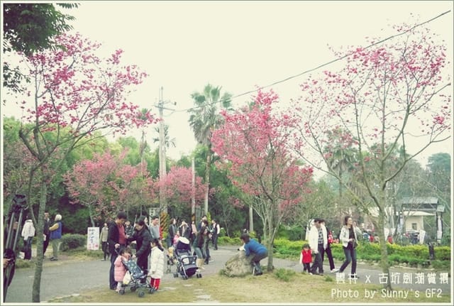 ▌季節限定．雲林．古坑劍湖賞櫻記 ▌