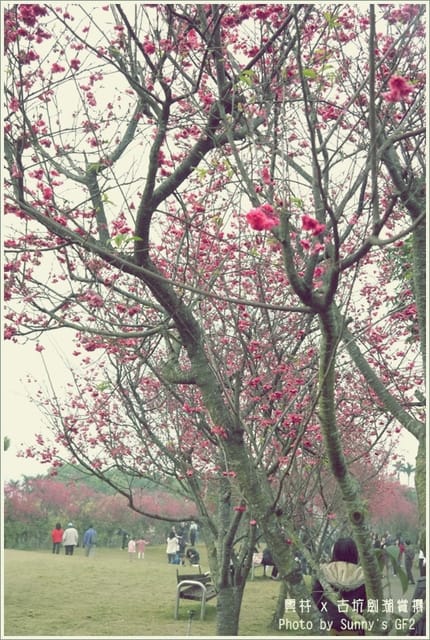 ▌季節限定．雲林．古坑劍湖賞櫻記 ▌