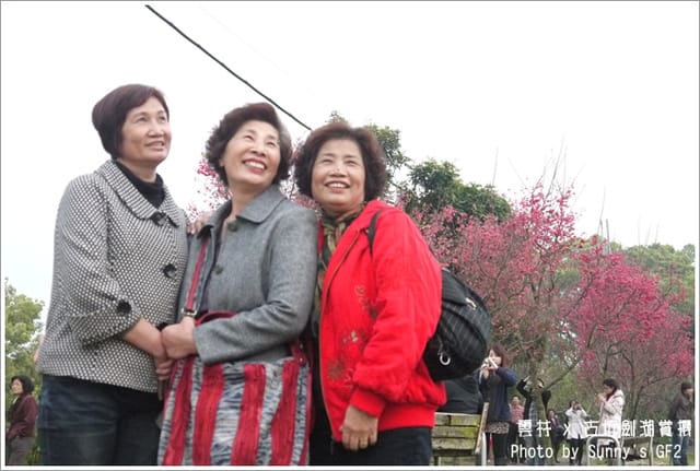 ▌季節限定．雲林．古坑劍湖賞櫻記 ▌