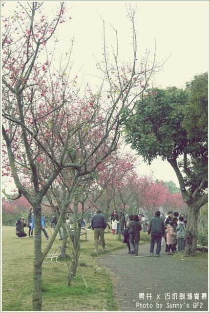 ▌季節限定．雲林．古坑劍湖賞櫻記 ▌